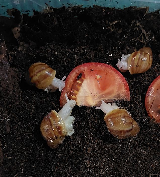 Улитки архахатины