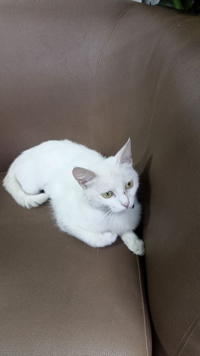 Подарим кошечку в добрые ручки.