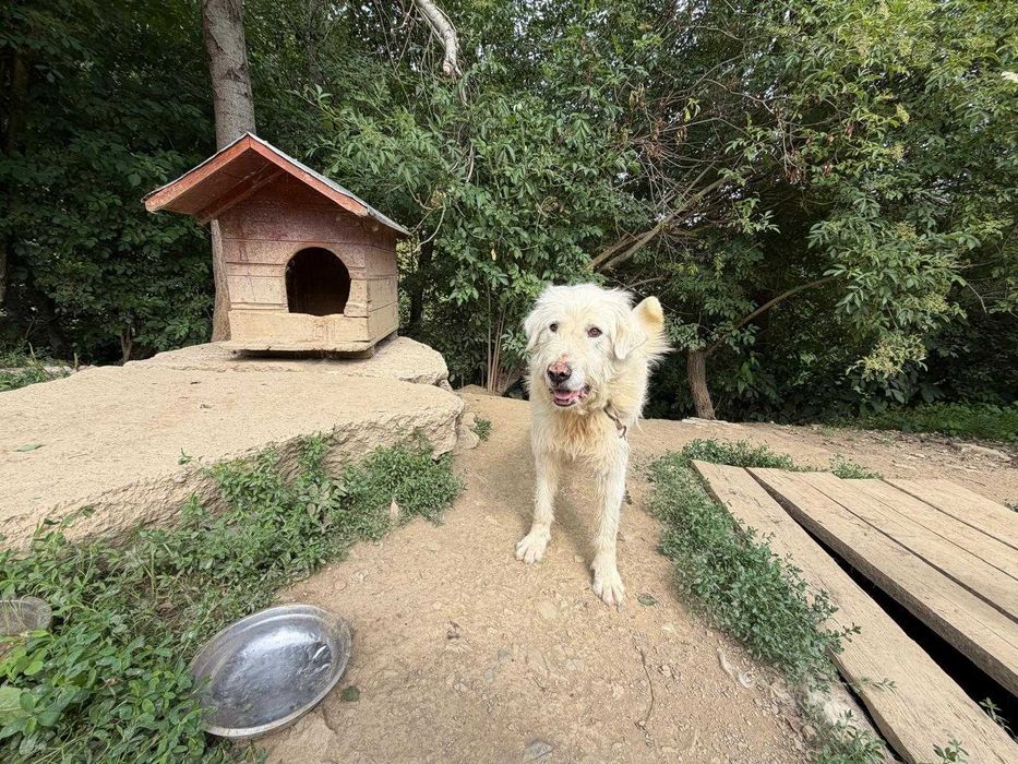 Ciobănesc mascul spre adopție