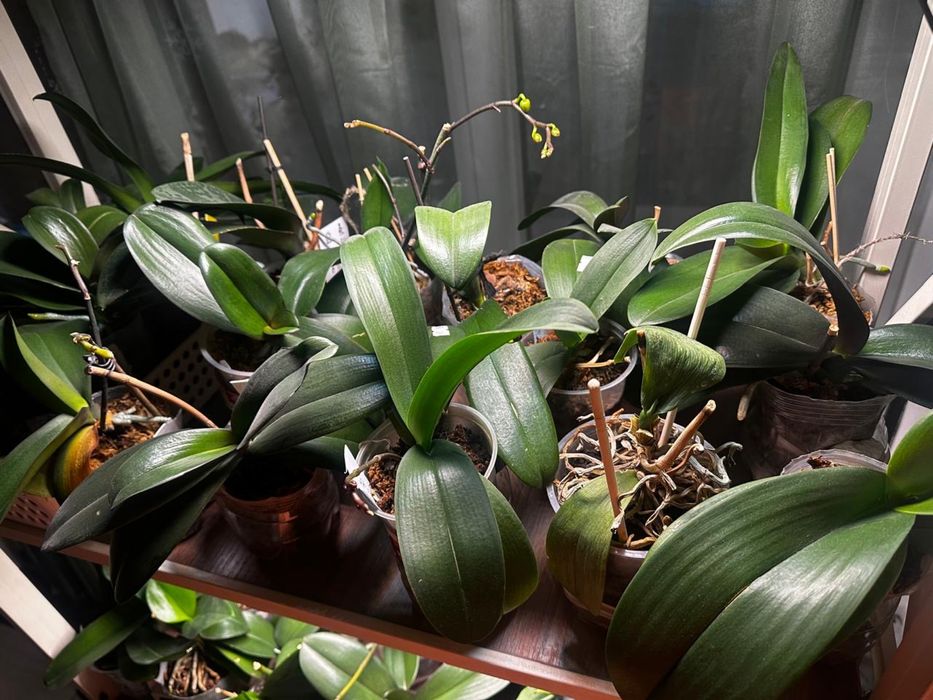 Продаю цветы  архидей