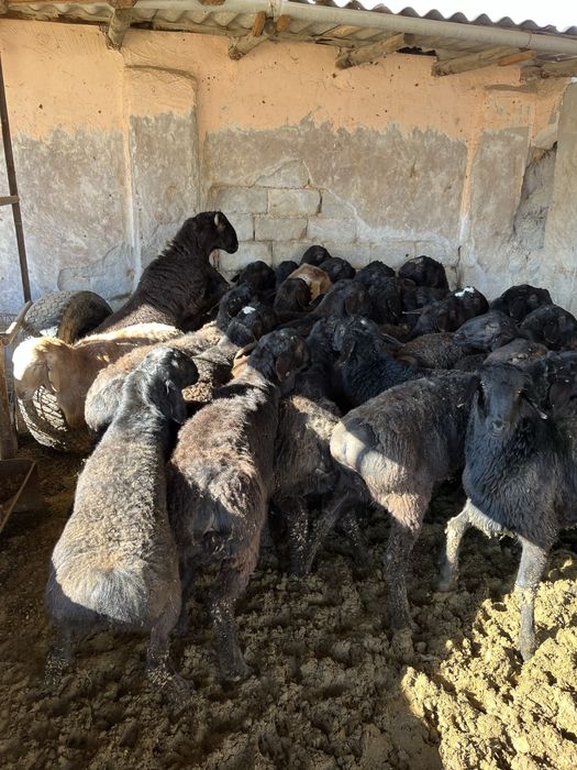 Еркек тоқтылар сатылады