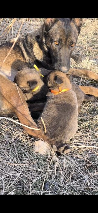 Бельгийская малинуа