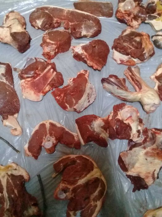 продам откормленый тай