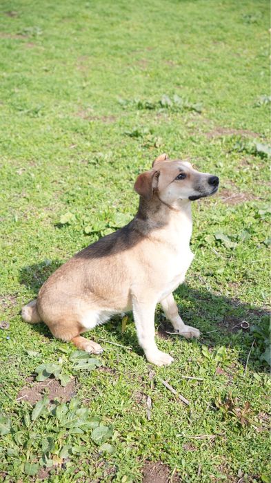 Сгущёнка. Ищет семью звоночек. Девочка