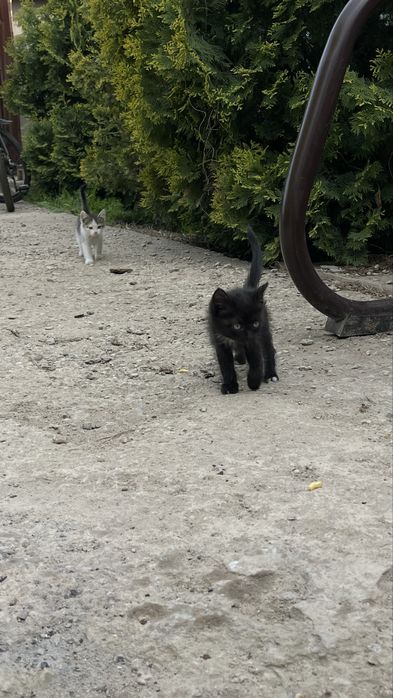 Отдам котят в добрые руки