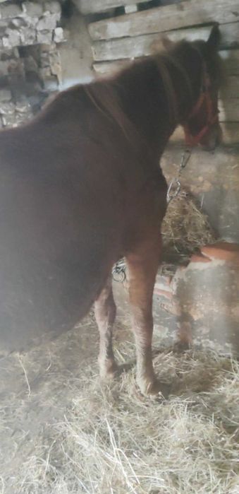 Vind iapa gestanta 7 ani sau schimb