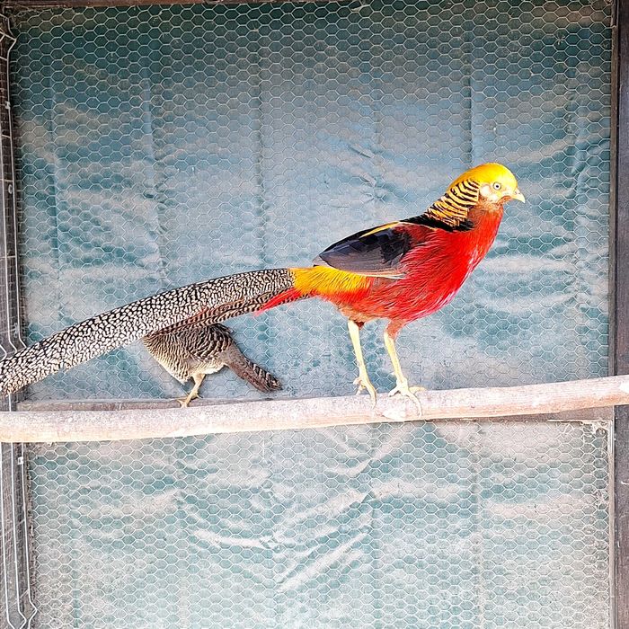 Vand fazani exotic