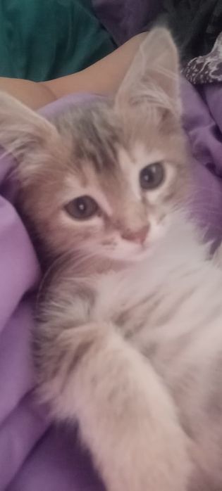 Отдам котенка Красивого