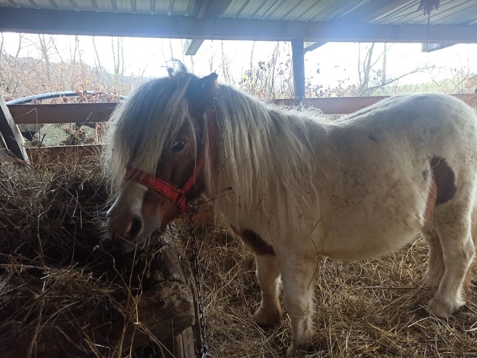 Vând sau schimb  cu oii