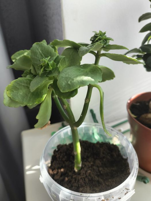 Продаю цветочки   комнатные