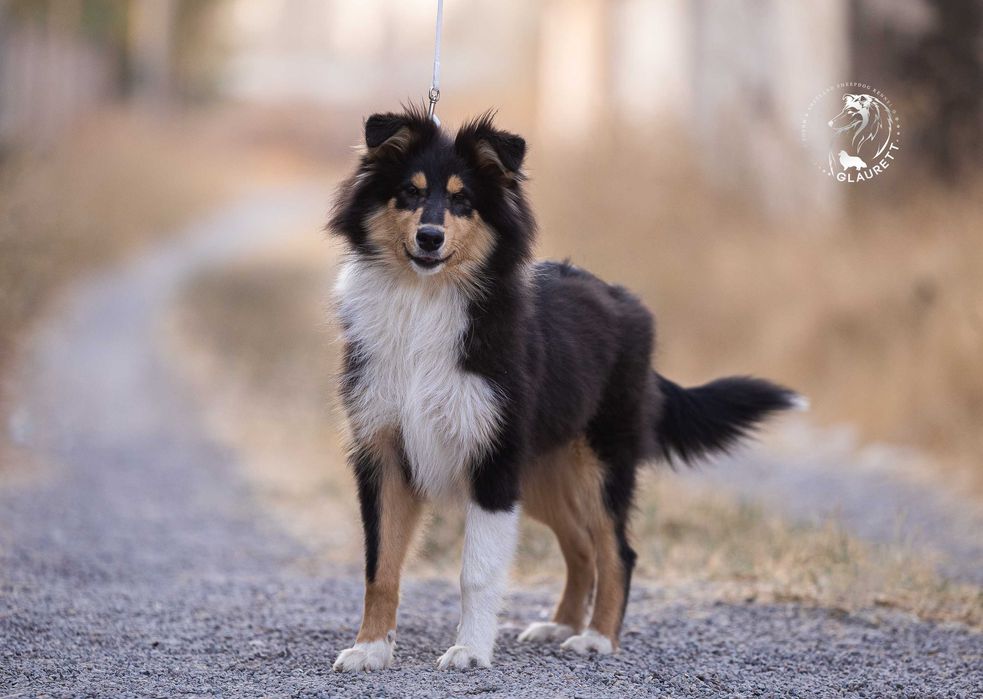 Колли, щенок, питомник GLAURETT