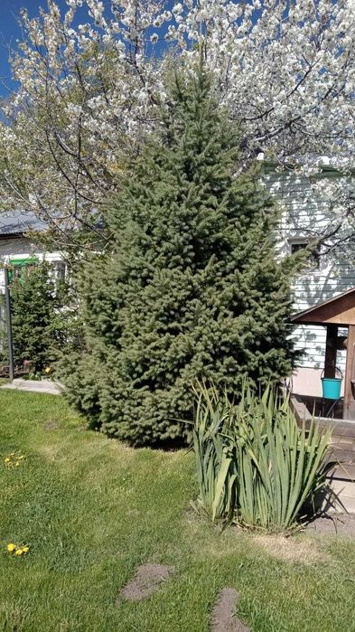 Продам живую  ёлку