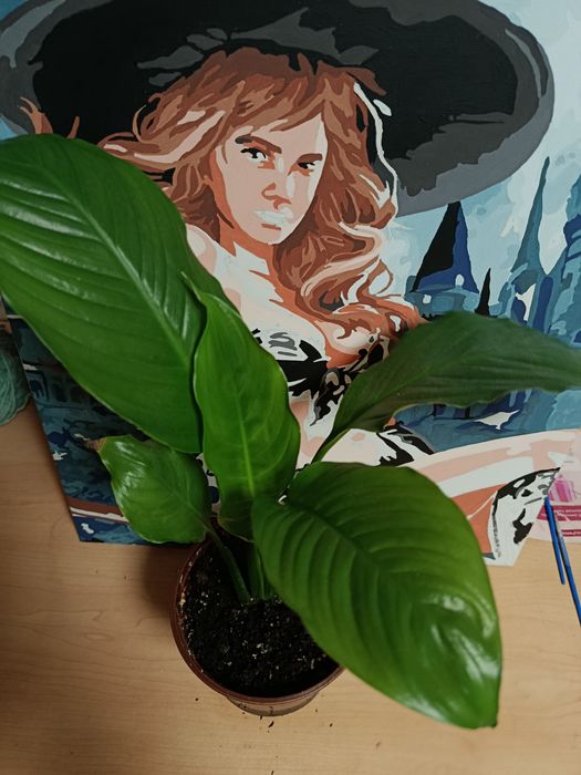 Продам комнатные растения