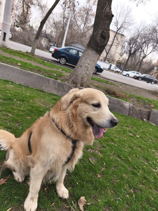 Кобель городен ретривер для вязки