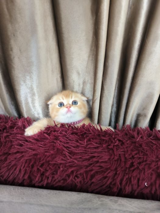 Котята от правильной вязки