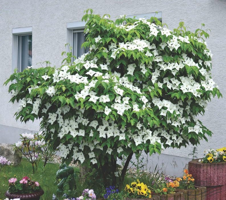 Pomi ornamentali  corn chinezesc cu flori roz