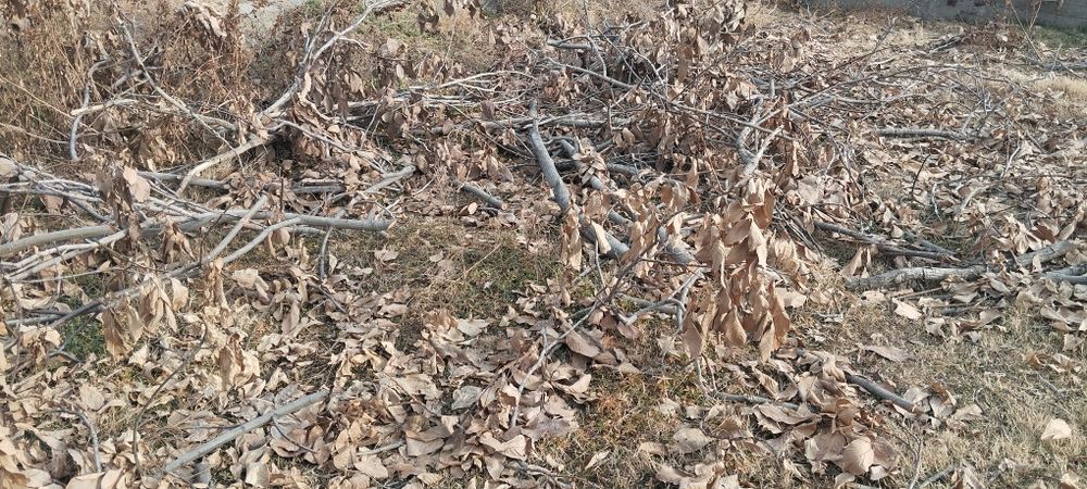 Енгок дарахтини утини