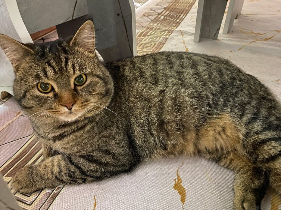 Отдаю кота в надежные руки