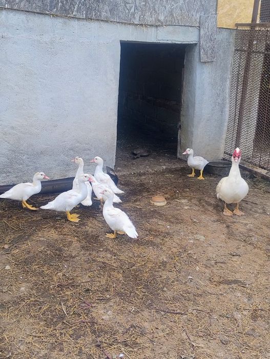 Vând rațe leșești