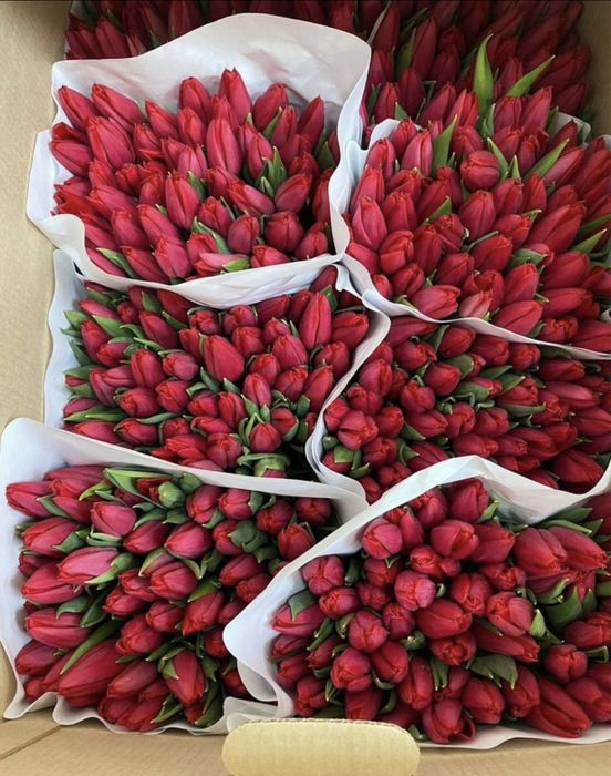 Тюльпан белорусский оптом со склада