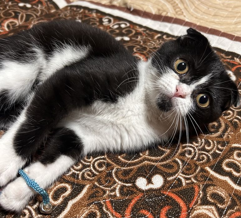 Котенок ищет дом
