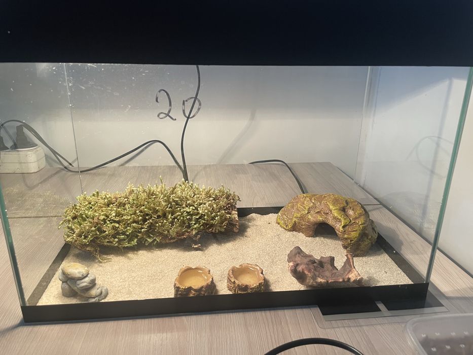 Эублефар (леопардовый геккон)