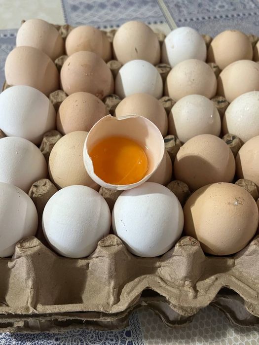 Uy tuxumi kogon beklar