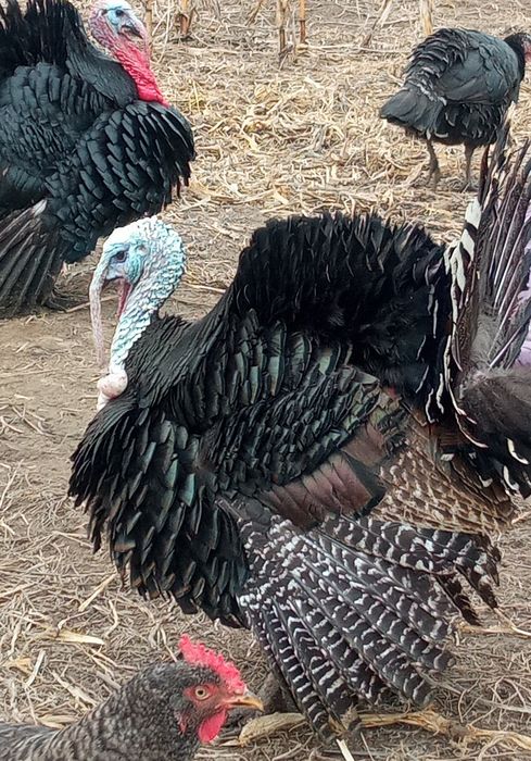 Индюк продаются индюки