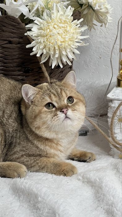 Бритагский мальчик NY24