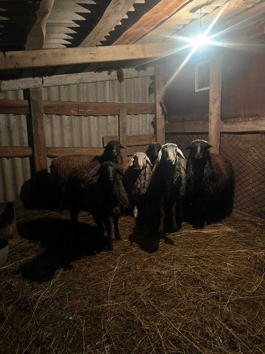 Продам баранов .