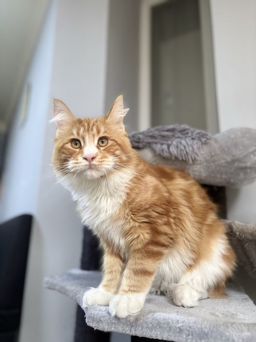 Maine Coon baietel EXTRA PUPACIOS!