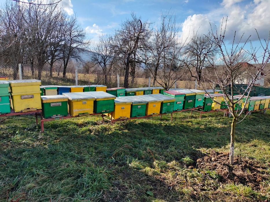 Vand familii de albine