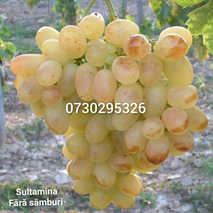 De vânzare Butași viță de vie Altoita și Hibrida anul 3 de vegetație