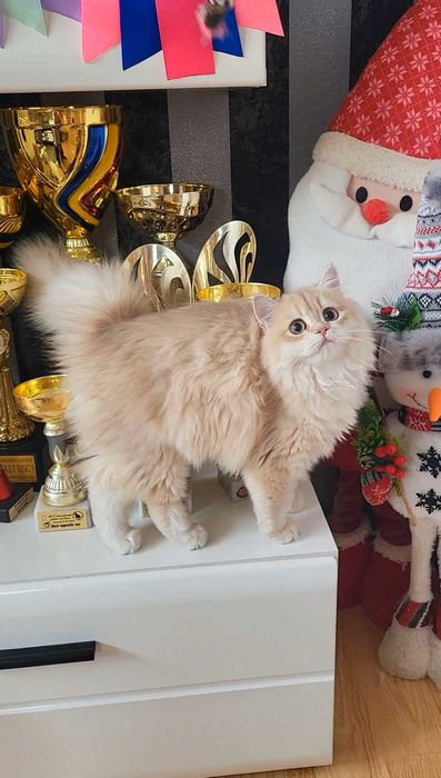 Fetita british longhair culoare rara - lilac golden