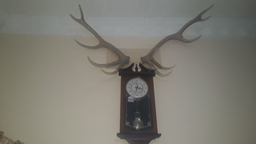 Табиий Кийик шохи