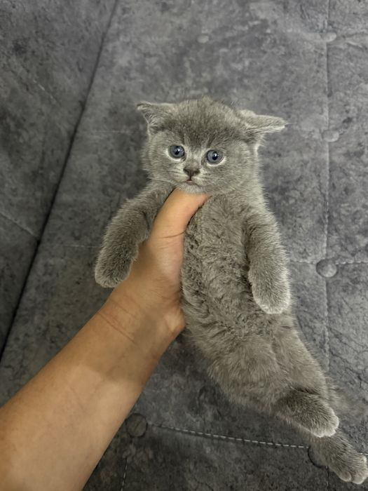 Продам котят скотиш страйт