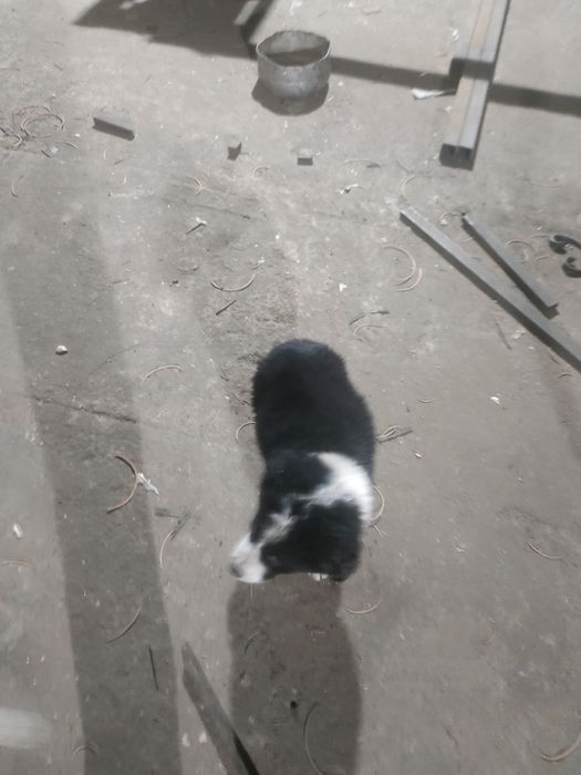 Продам щенков Алабая и Төбөт