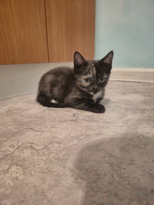 Пристраиваются котята… 

Маленькие, беззащитные, они очень нуждаю