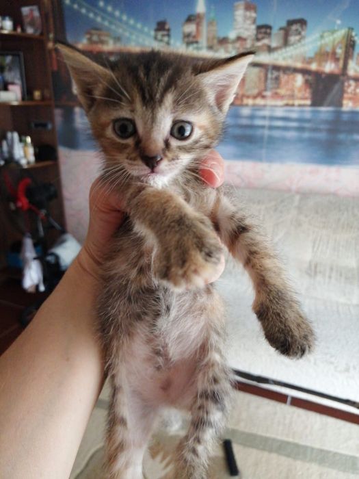Котята в добрые руки Срочно