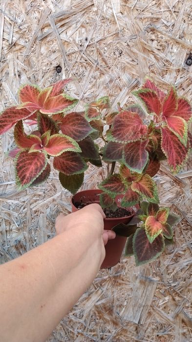 Колеусы и руэлия