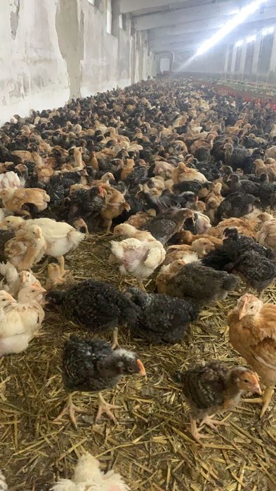 Pui albi de carne și rasa mixta