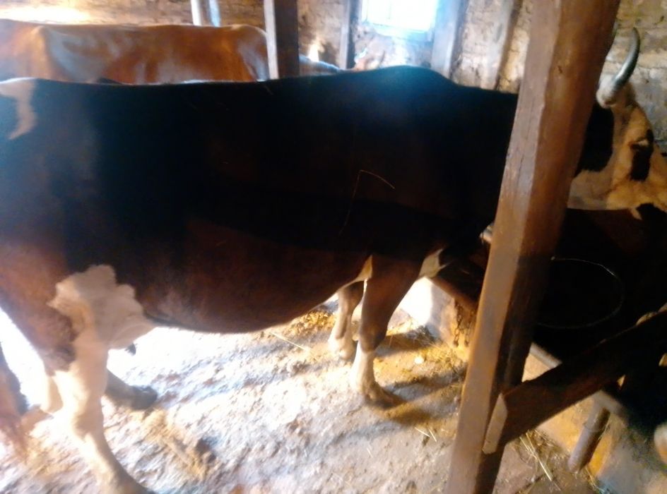 СРОЧНО продам коров дойных