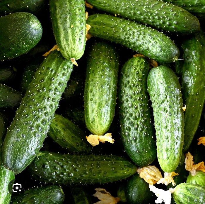Продам огурцы, кабачки домашние