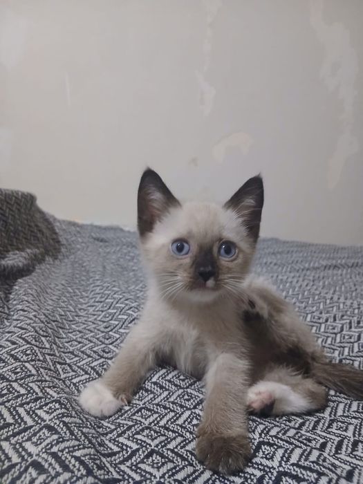 Отдам котенка мальчика