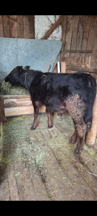 Vând taur si vitea angus