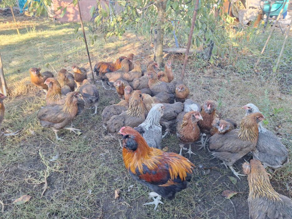 Araucana gaini 2026