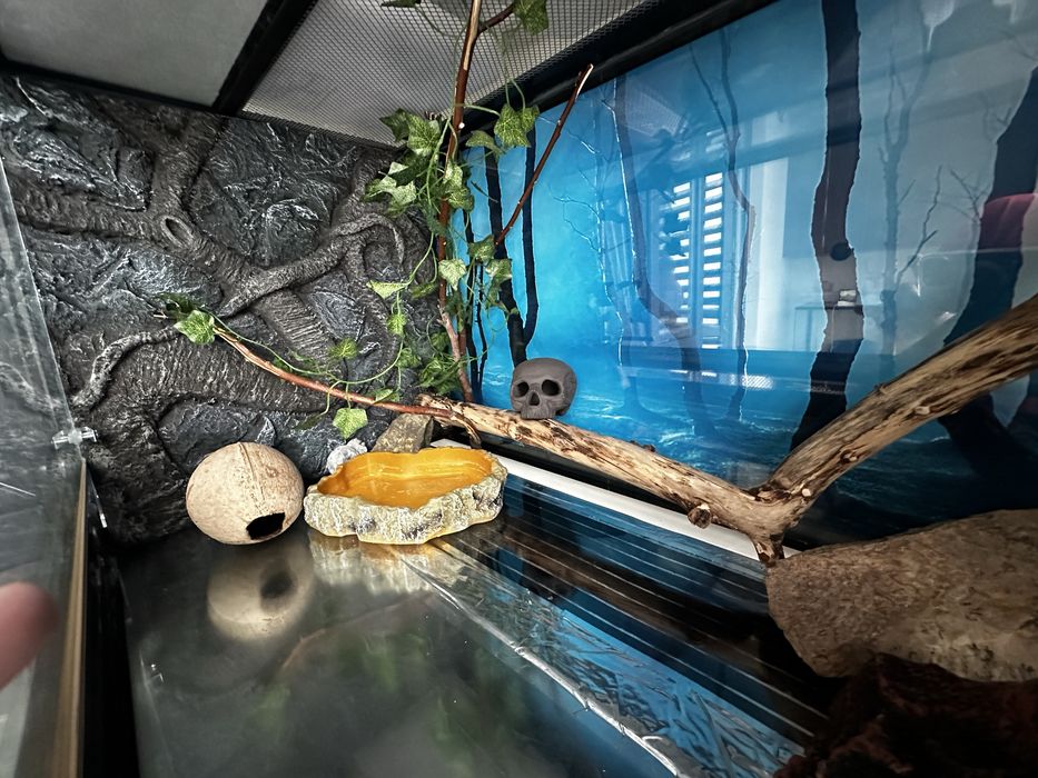 Террариум для рептилий