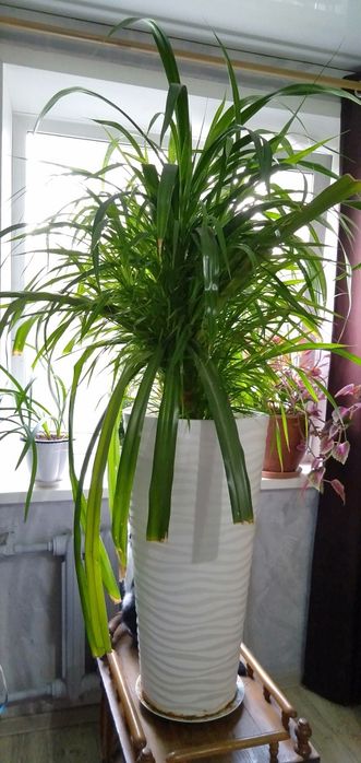 Продам комнатные цветы!