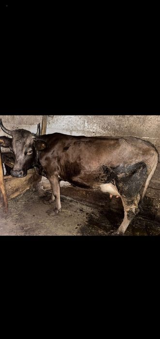 De vânzare vaca bruma de maramures