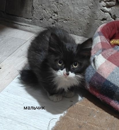 Отдам котят в добрые руки